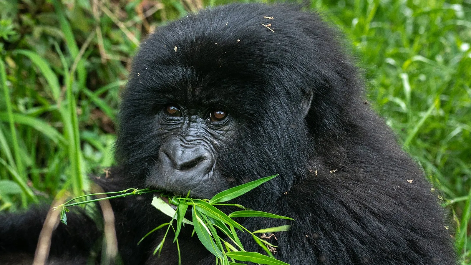 Gorilla Trekking