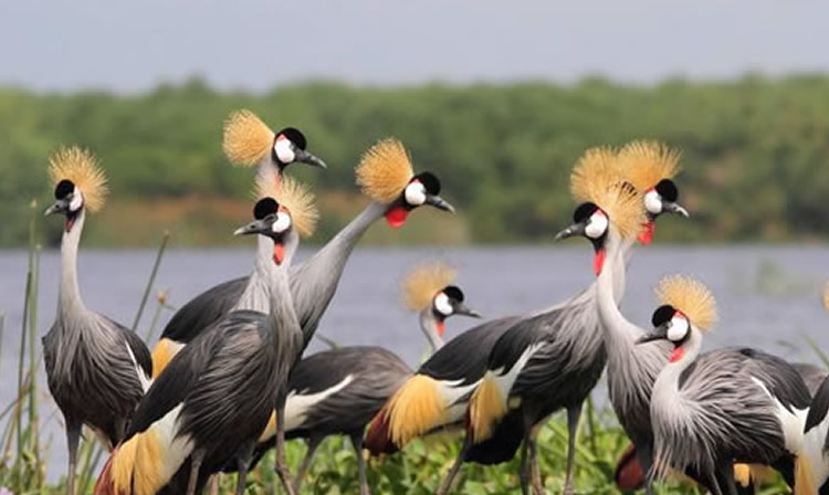 Top 10 Bird Watching Spots in Uganda
