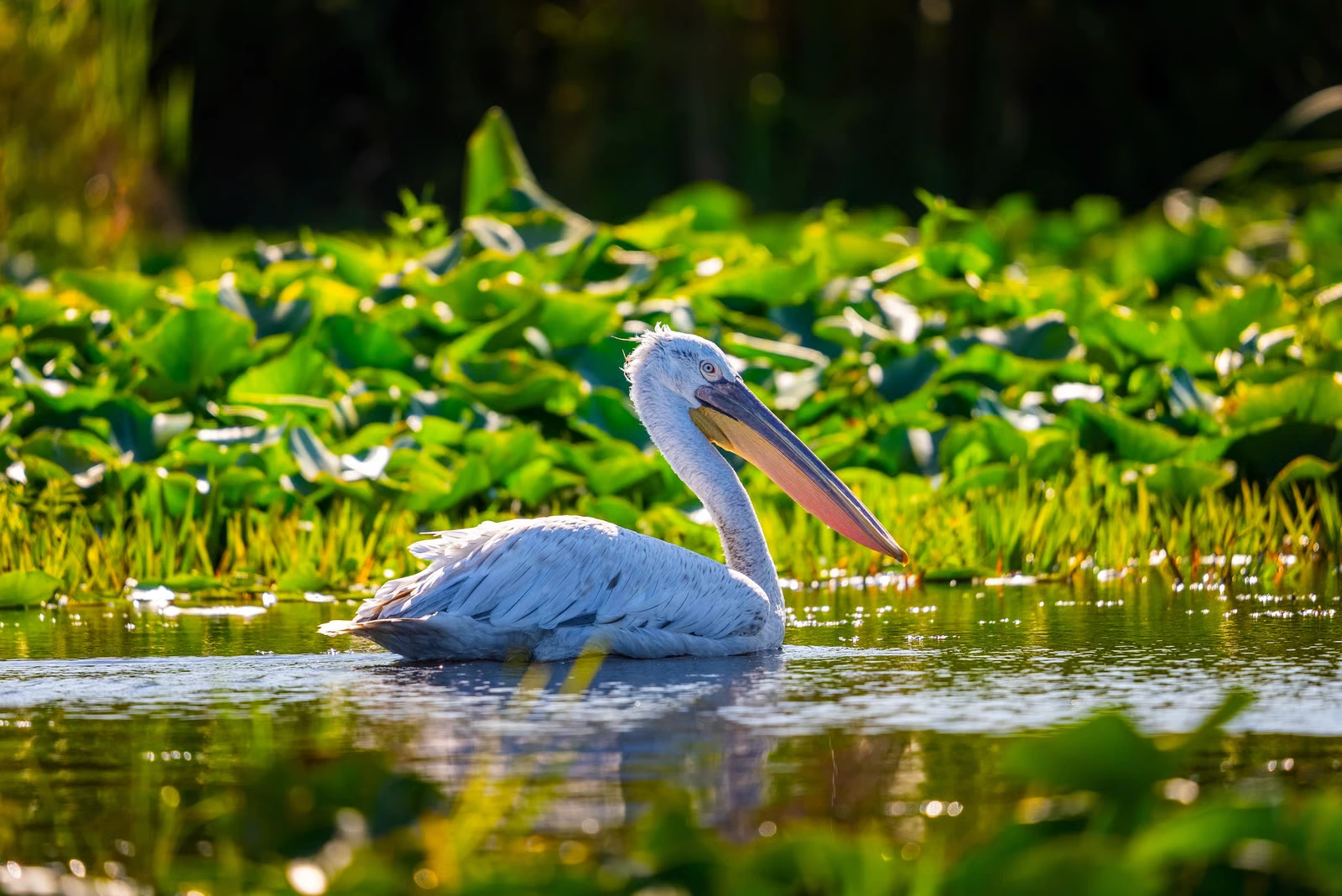 Akagera National Park