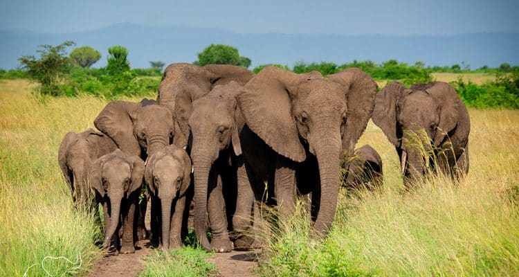 Elephant in Queen Elizabeth