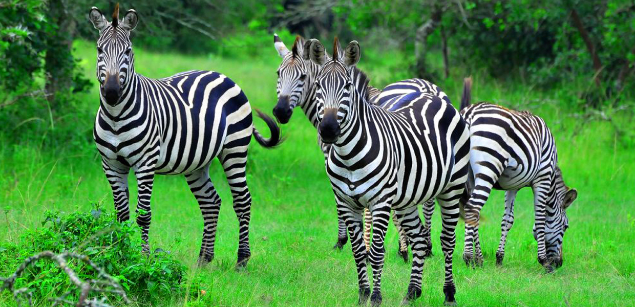 Lake Mburo Zebra