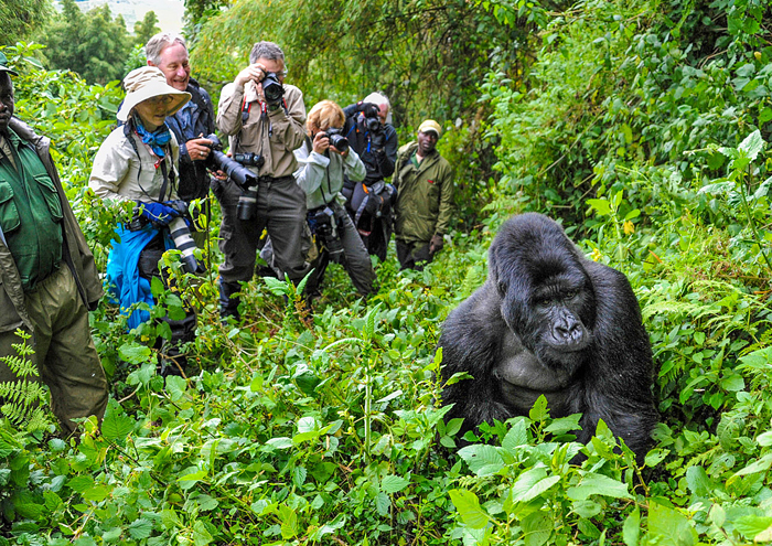 3-Day Bwindi Gorilla Trekking Safari