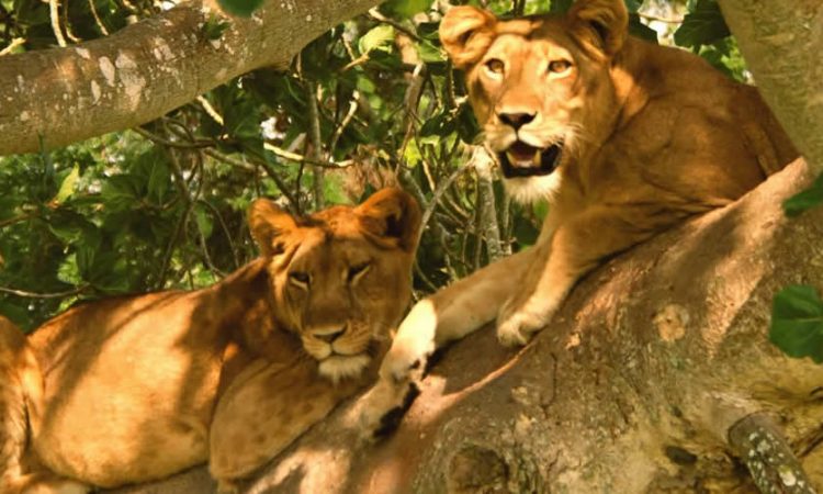 2-Day Queen Elizabeth Wildlife Safari