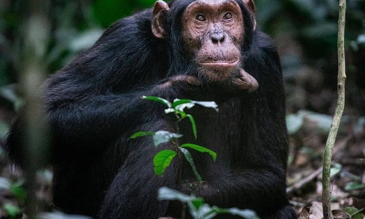 2-Day Kibale Chimpanzee Trekking