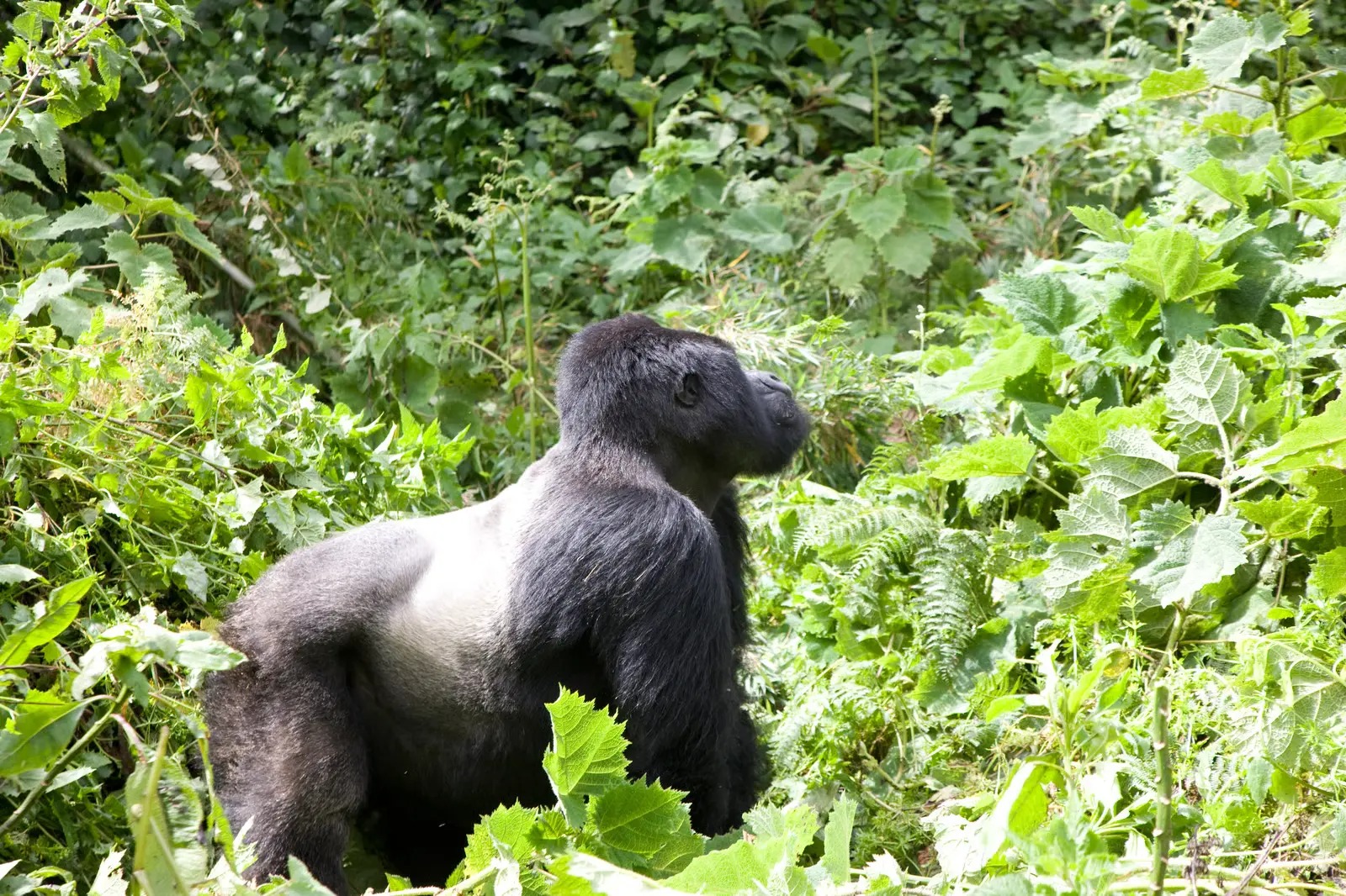 3-Day Bwindi Gorilla Trekking Safari