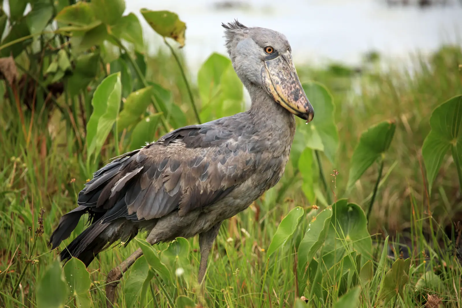 9 Days Birding safari