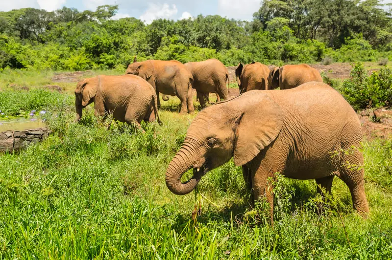 9 Days Birding safari