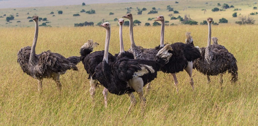 4-Day Pian Upe Game Reserve and Sipi Falls Safari