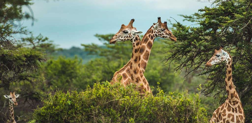 4-Day Pian Upe Game Reserve and Sipi Falls Safari