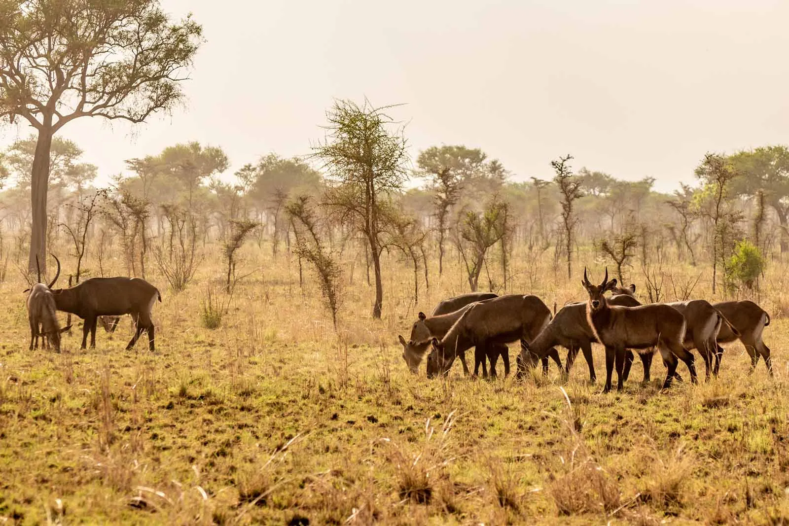 4-Day Pian Upe Game Reserve and Sipi Falls Safari