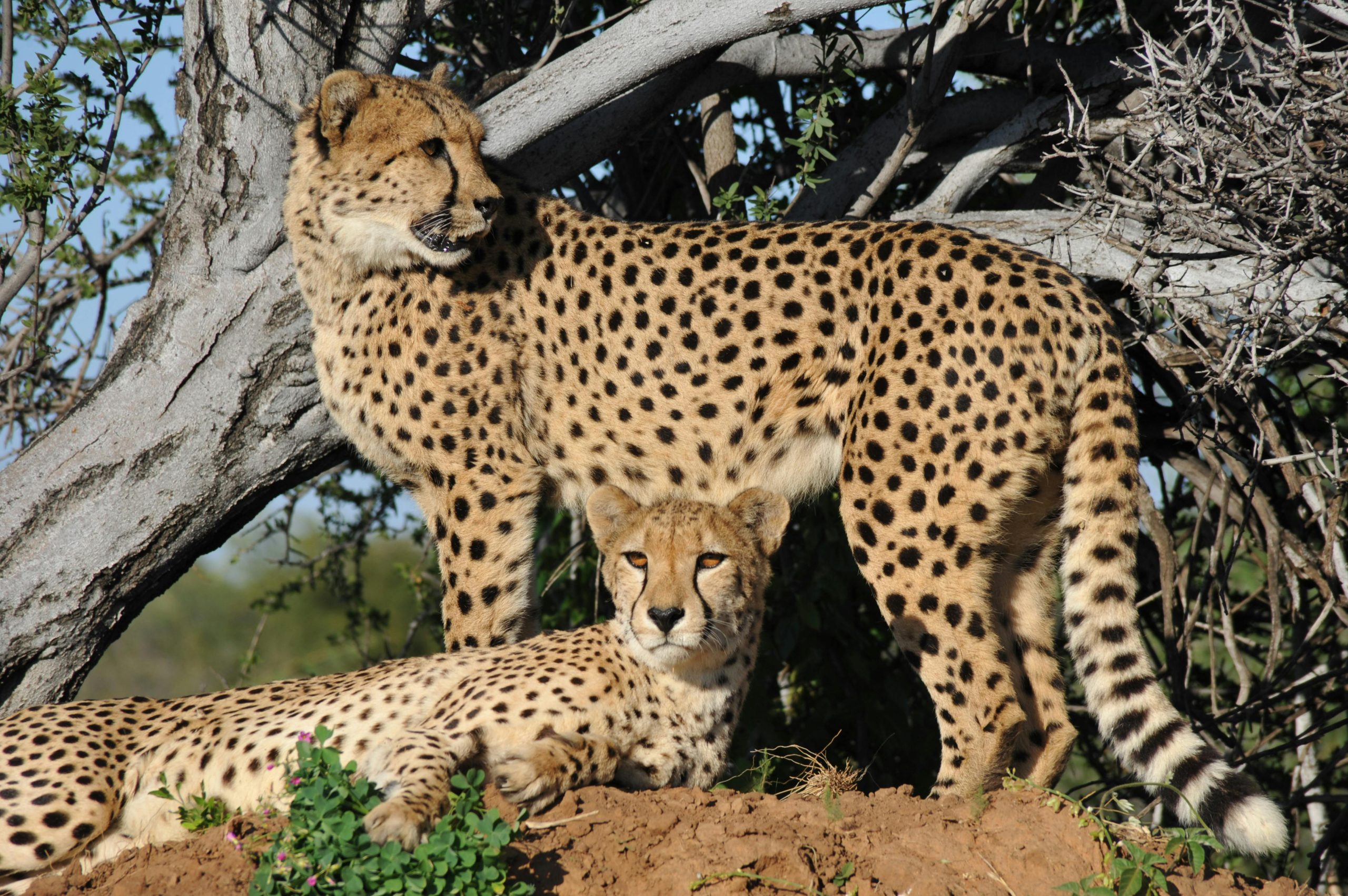 4-Day Pian Upe Game Reserve and Sipi Falls Safari