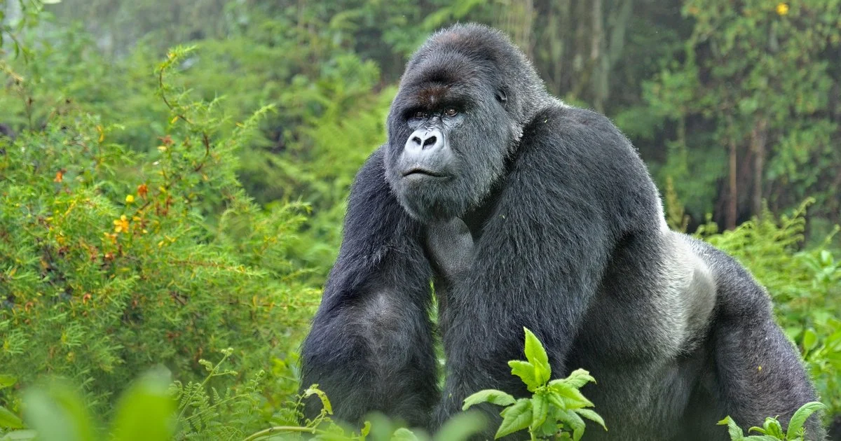 3-Day Gorilla Tracking Safari in Kisoro