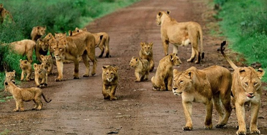 4-Day Queen Elizabeth National Park, Lake Nkugute, and Kalinzu Forest Chimpanzee Adventure
