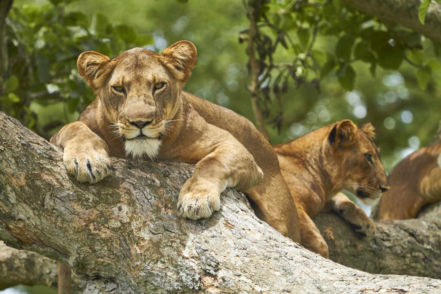 4-Day Queen Elizabeth National Park, Lake Nkugute, and Kalinzu Forest Chimpanzee Adventure
