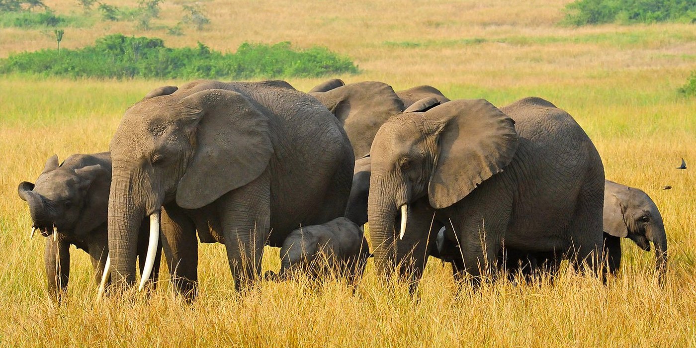 4-Day Queen Elizabeth National Park, Lake Nkugute, and Kalinzu Forest Chimpanzee Adventure