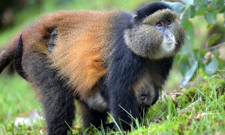 4-Day Rwanda and Uganda Primate Safari