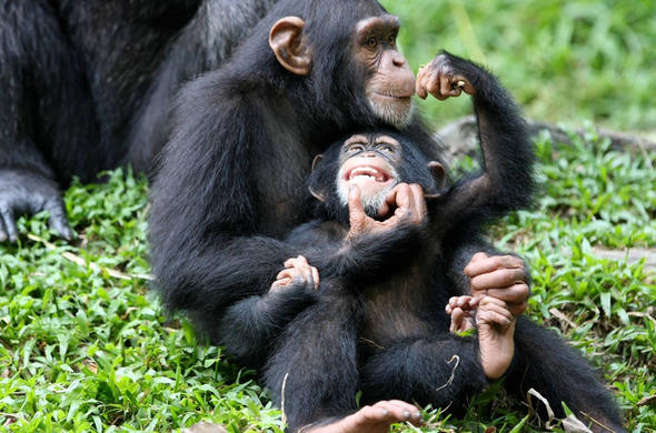 5-Day Chimpanzee Experience in Uganda, The Full-Scope Close-Up Adventure