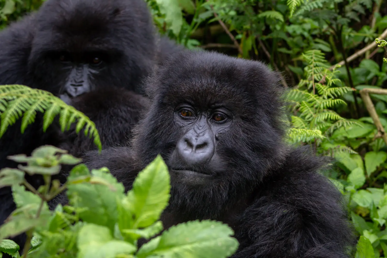 5-Day Tour, A Festive Primate Safari Across Rwanda and Uganda
