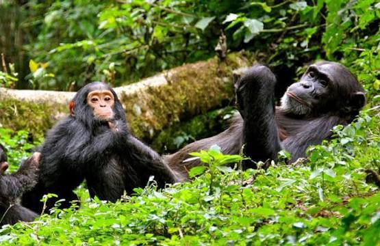 3 Days Gorilla Tracking In Kisoro