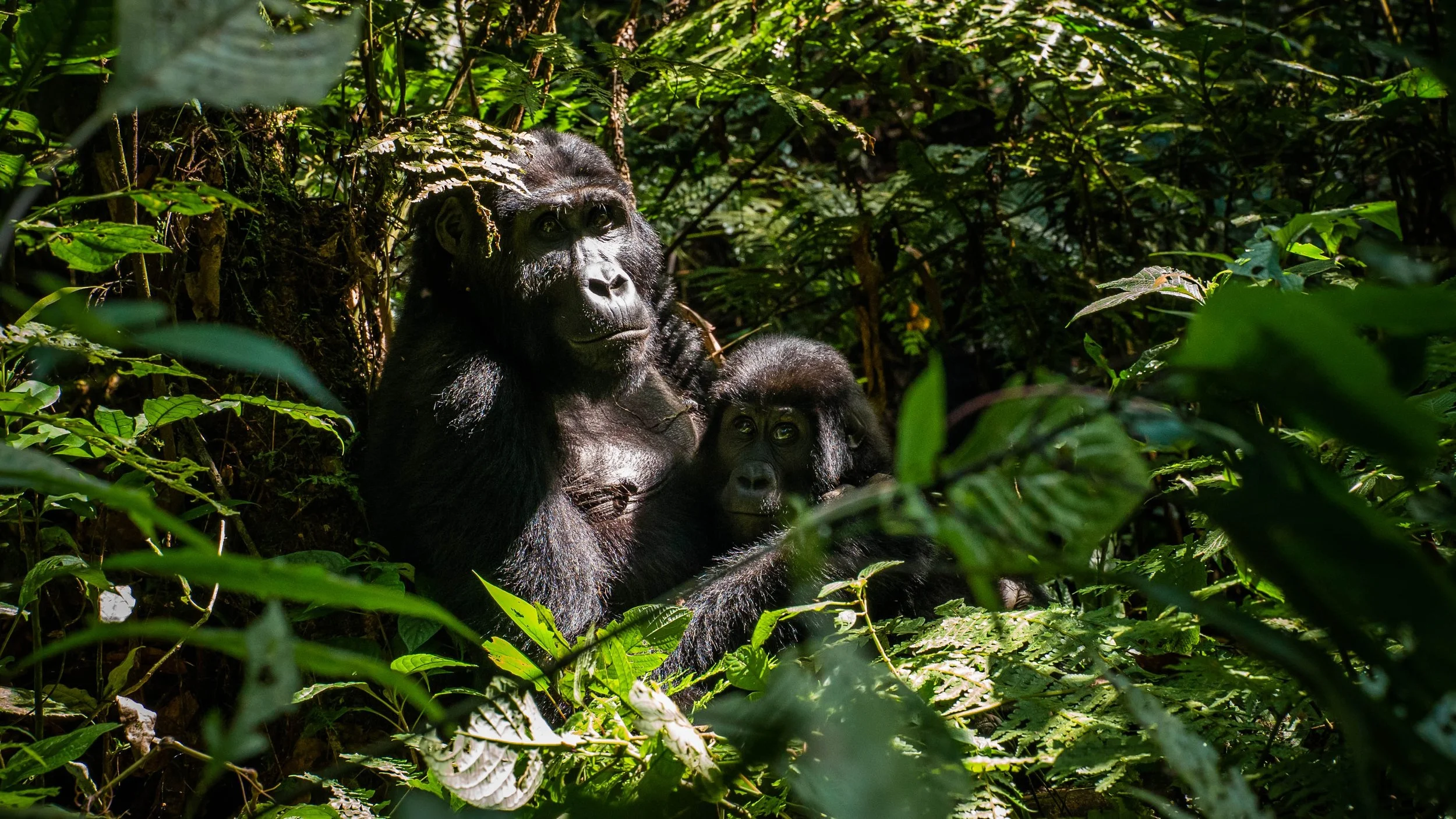 3 Days Gorilla Tracking In Kisoro