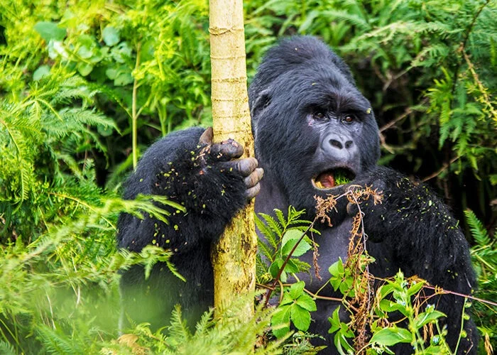 3 Days Gorilla Tracking In Kisoro