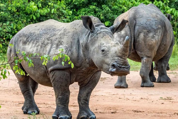 10-days safari Uganda; wildlife encounters in the pearl of Africa.
