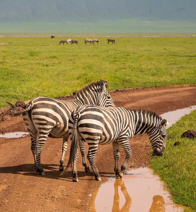 15-Days safari; Discover the hidden treasures of east Africa.
