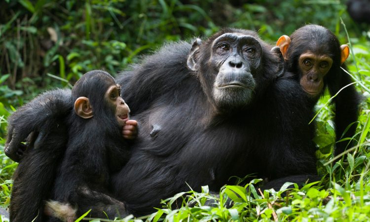 2-Day Kibale Chimpanzee Trekking experience
