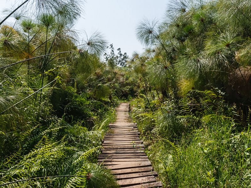 2-Day Kibale Chimpanzee Trekking experience