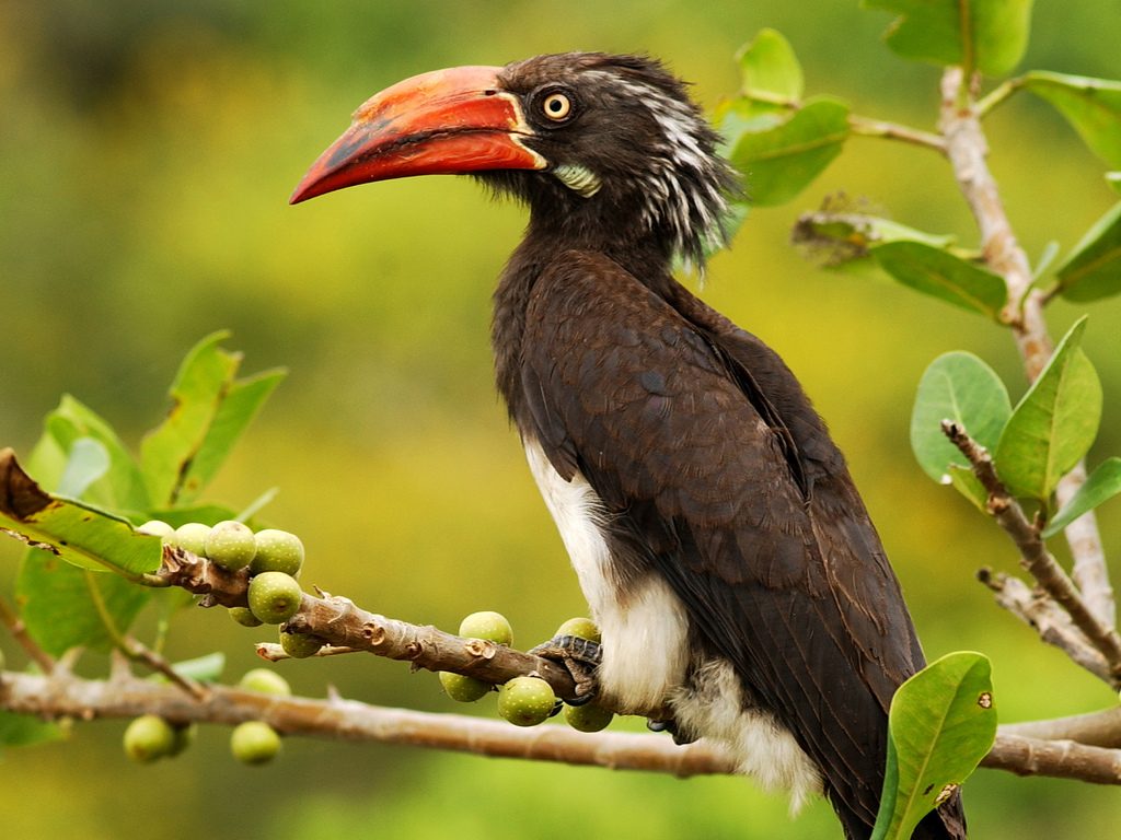 10-days safari Uganda; wildlife encounters in the pearl of Africa.