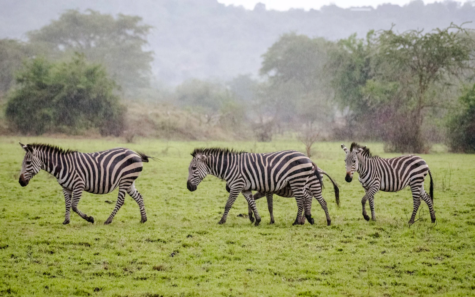 10-days safari Uganda; wildlife encounters in the pearl of Africa.