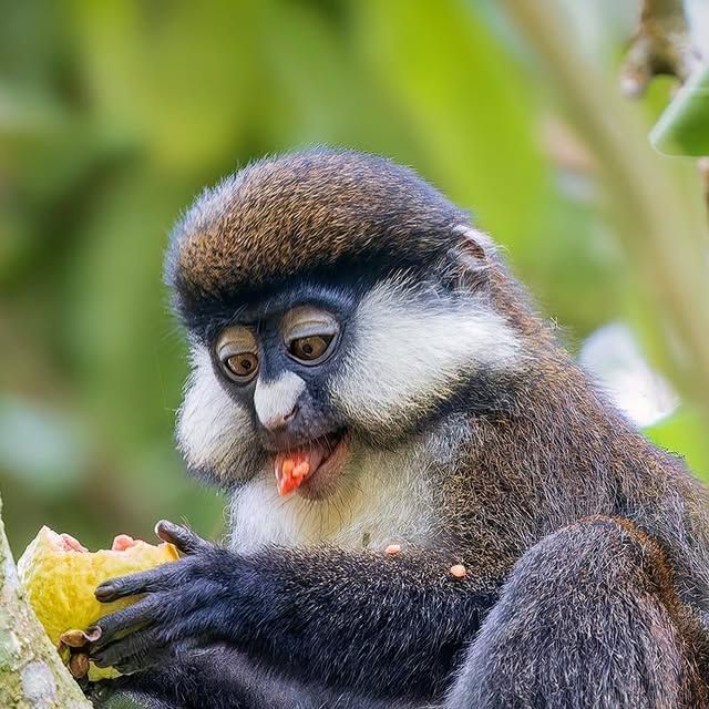 5 days primate safari in the pearl of Africa
