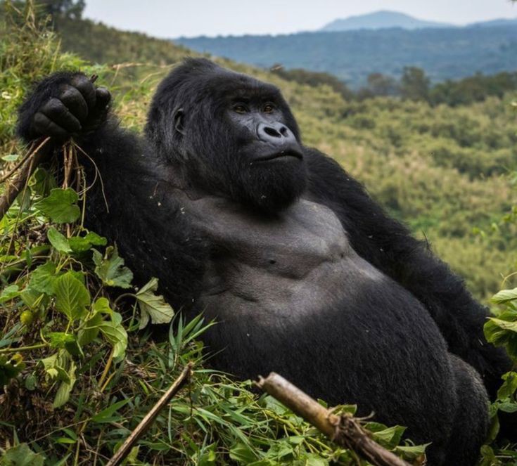 Rwanda in six days: nature, culture & heritage circuit