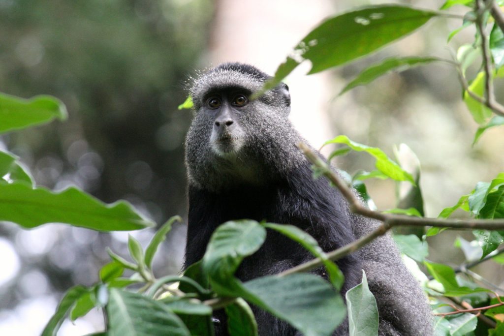 7 days Uganda primate encounters