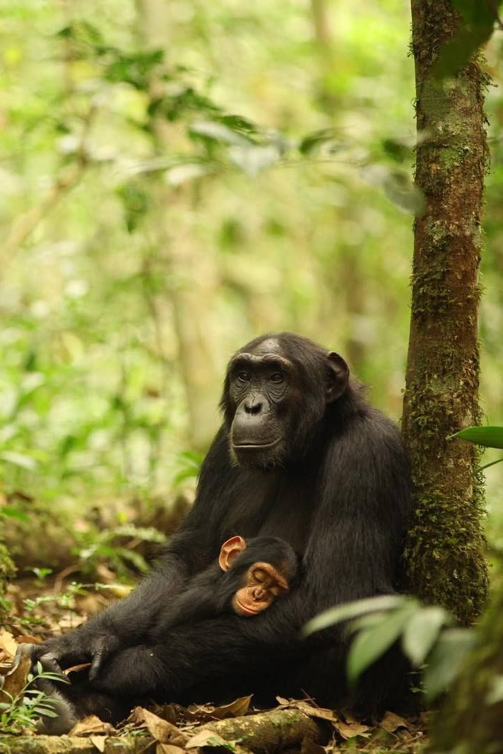 7 days Uganda primate encounters