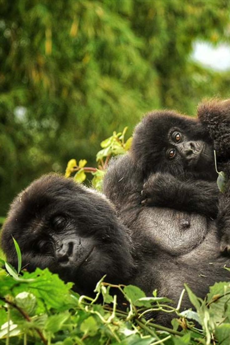 12-Day Rwanda Safari