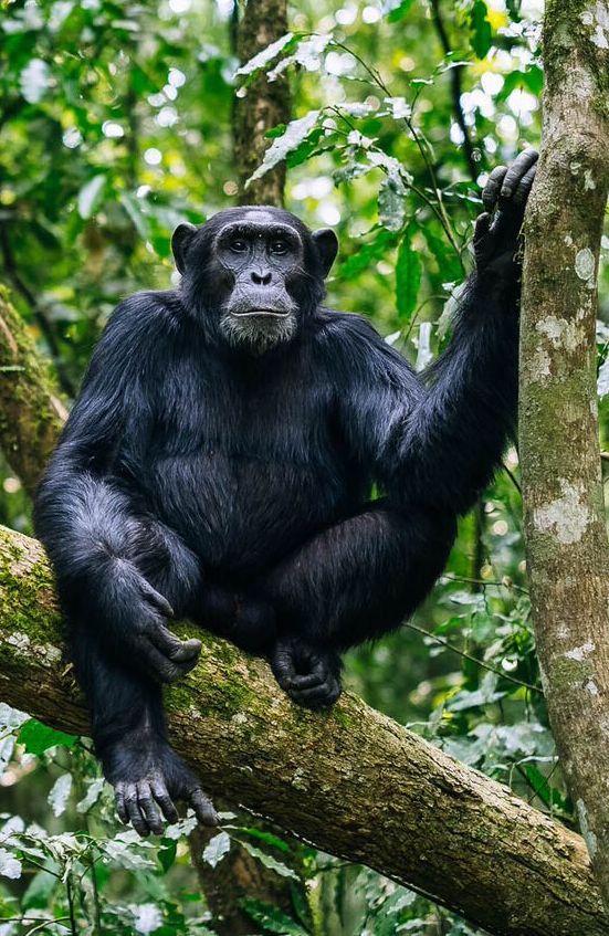 12-Day Rwanda Safari