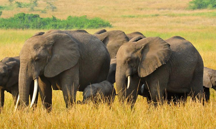 12-Day Rwanda Safari
