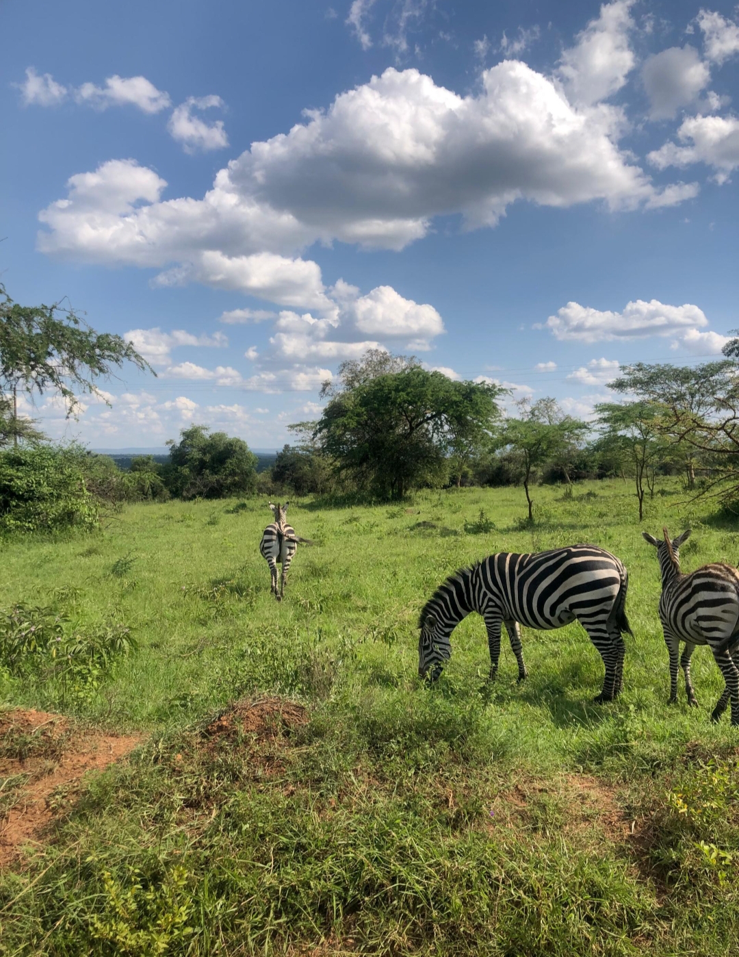 3 days lake Mburo safari