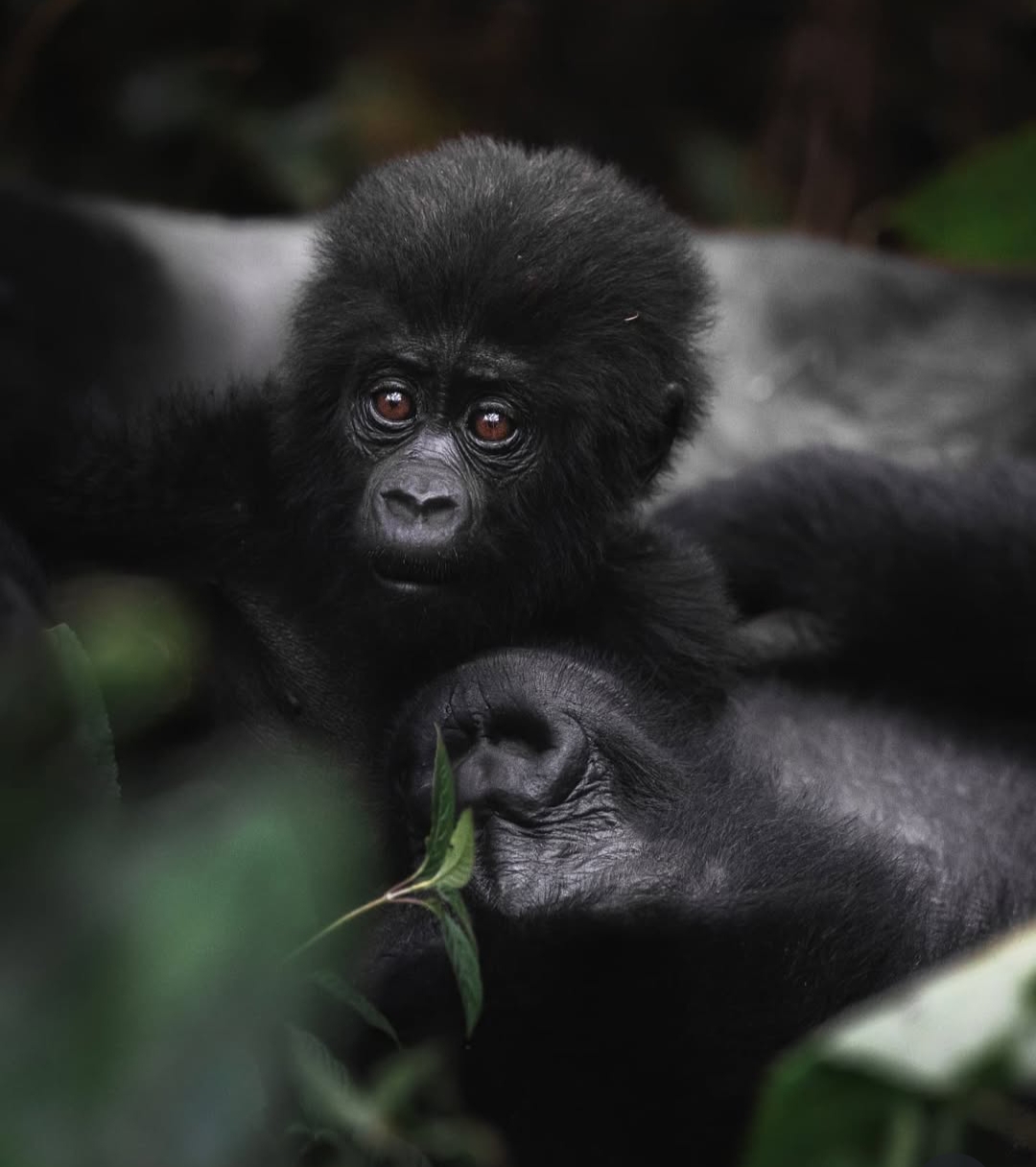 4 Days Rwanda Gorilla and Golden Monkey Tracking experience