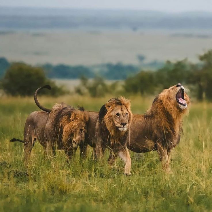 7 DAYS SAFARI Uganda & Rwanda Expedition