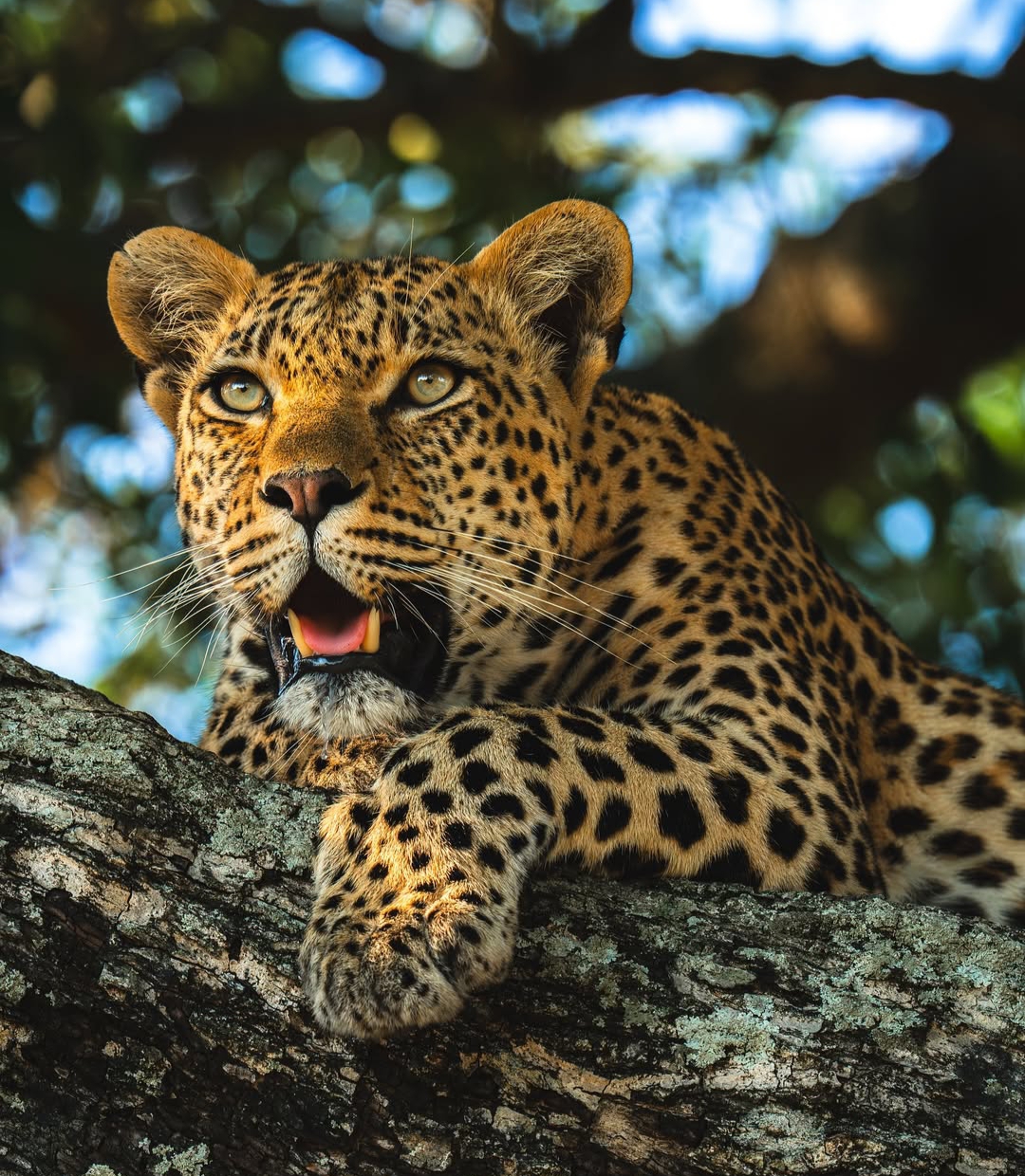 12 DAYS Rwanda Safari encounter