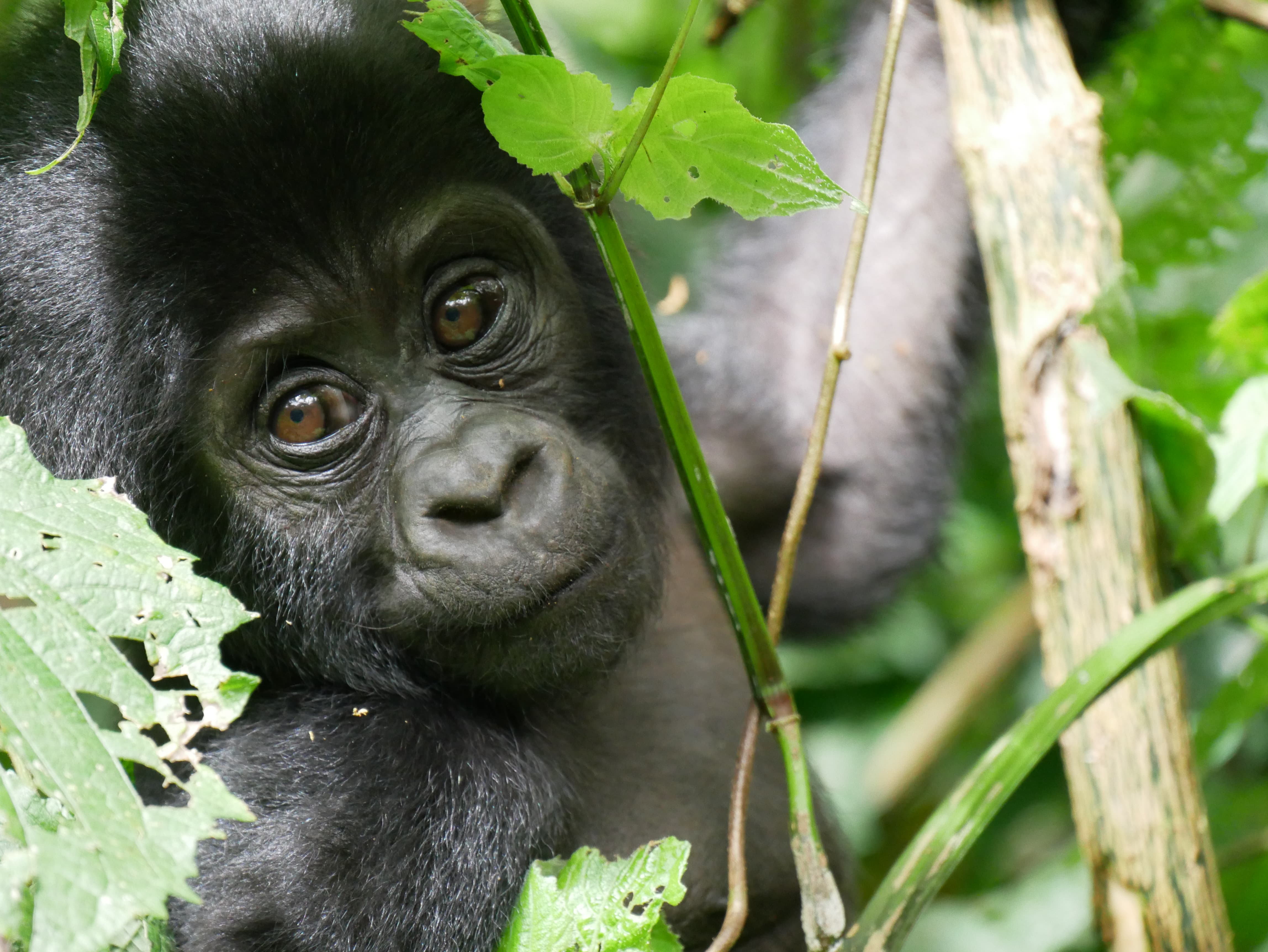 3 Days Gorilla Tracking In Kisoro