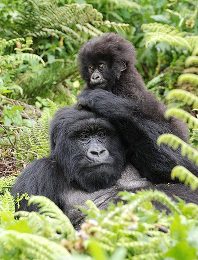 3-Day Bwindi Gorilla Trekking Safari