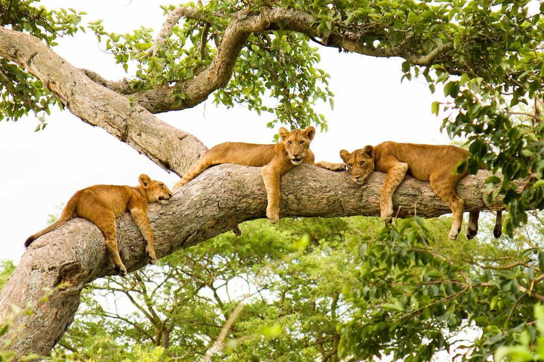 2-Day Queen Elizabeth Wildlife Safari