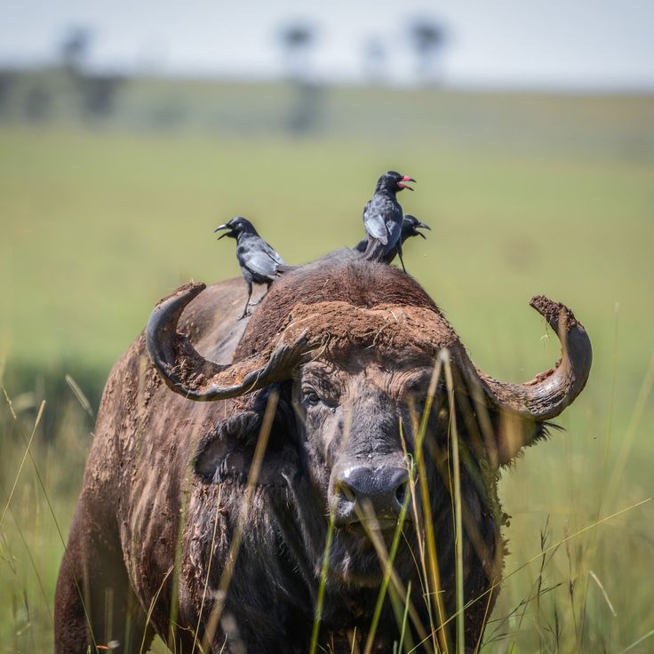 5 days safari in western Uganda