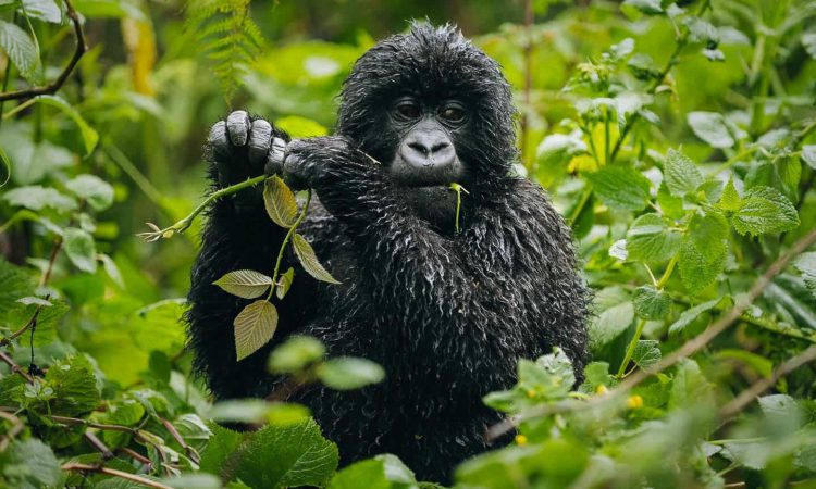 5 days primate safari in the pearl of Africa