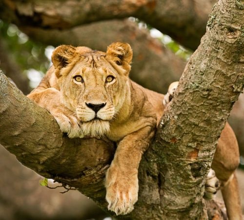 14 DAYS PRIMATES, PARKS & CULTURE: A UGANDA-RWANDA HOLIDAY SAFARI.