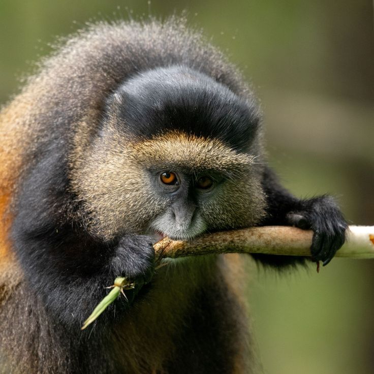 2 days tour in Mgahinga national park for golden monkey trekking.
