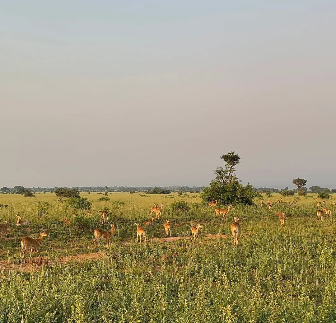 9 days the Pearl of Africa safari.